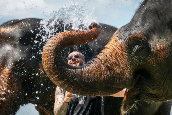 Фотография экскурсии Phuket Elephant Care – наблюдение, общение и кормление слонов