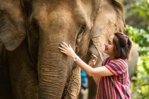 Phuket Elephant Care – наблюдение, общение и кормление слонов