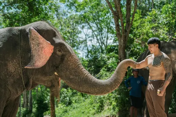 Phuket Elephant Care – наблюдение, общение и кормление слонов