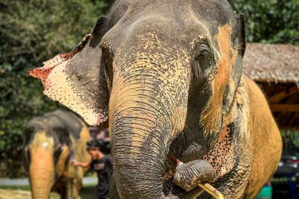 Phuket Elephant Care – наблюдение, общение и кормление слонов