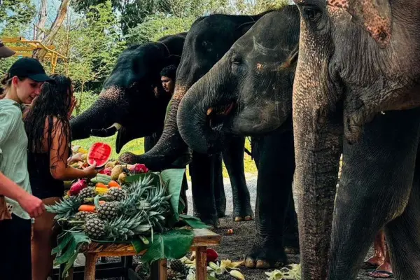 Phuket Elephant Care – наблюдение, общение и кормление слонов