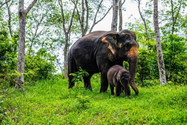 Phuket Elephant Care – наблюдение, общение и кормление слонов