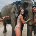 Phuket elephant care
