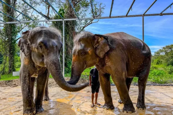 Phuket elephant care