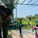 Phuket elephant care