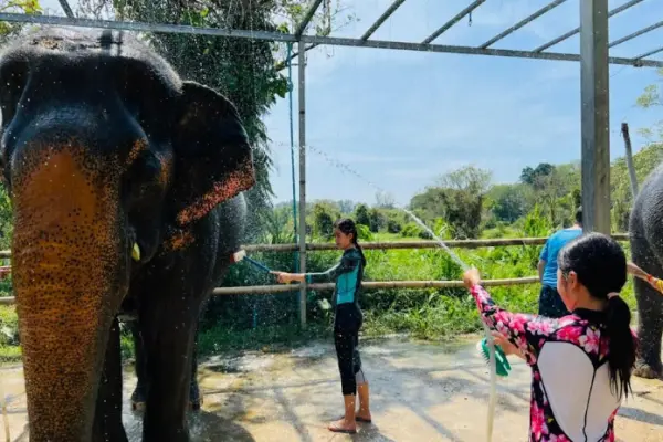 Phuket elephant care
