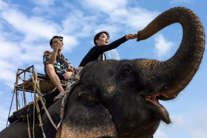 Лагерь развлечений Камала – катание на слонах и семейный отдых на Пхукете