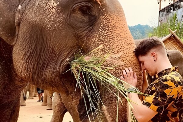 Парк слонов Букит – кормление и наблюдение за слонами в природной среде