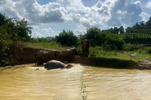 Парк слонов Букит – кормление и наблюдение за слонами в природной среде