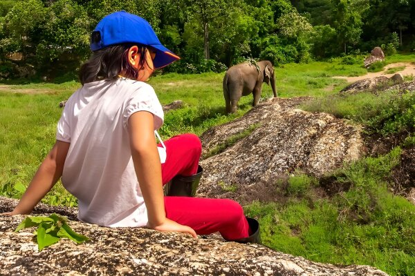 Парк слонов Букит – кормление и наблюдение за слонами в природной среде