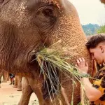 Парк слонов Букит