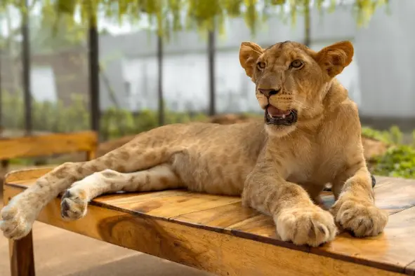 Парк львов на Пхукете – фото и встреча со львами