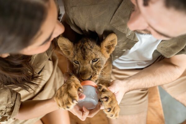 Парк львов на Пхукете – фото и встреча со львами