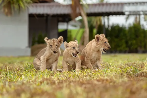 Парк львов на Пхукете – фото и встреча со львами