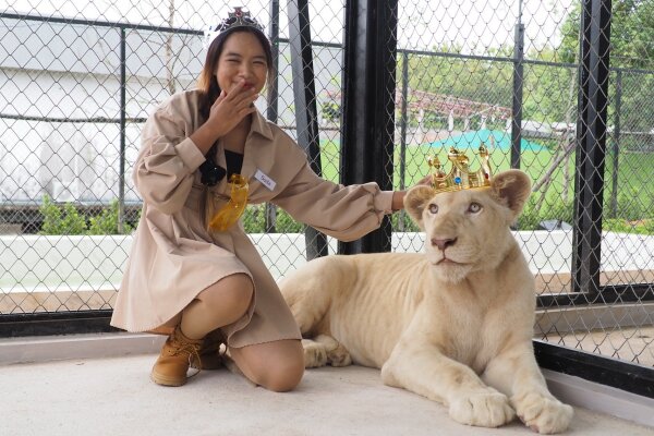 Парк львов на Пхукете – фото и встреча со львами