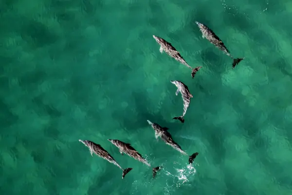 Острова Рача Ной + Яй + Майтон наблюдение за дельфинами