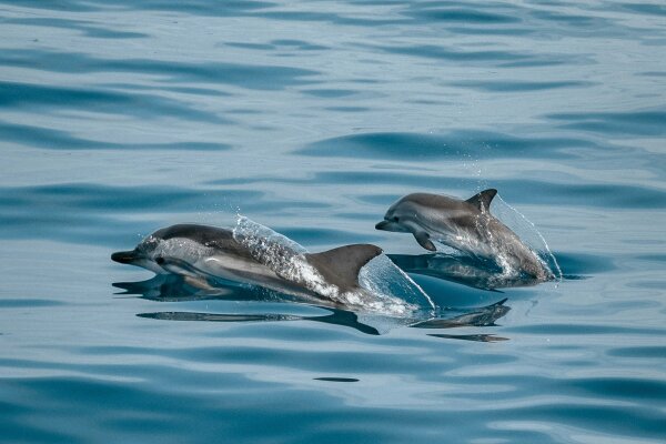 Острова Рача Ной + Яй + Майтон наблюдение за дельфинами