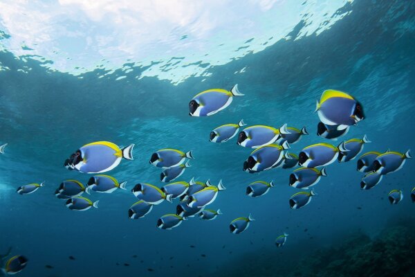 Острова Сурин – отдых без толп туристов