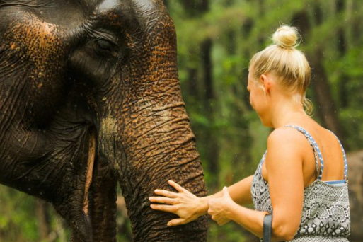 Заповедник слонов в Као Лаке – экскурсия на полдня