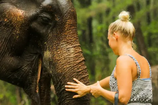 Заповедник слонов в Као Лаке – экскурсия на полдня