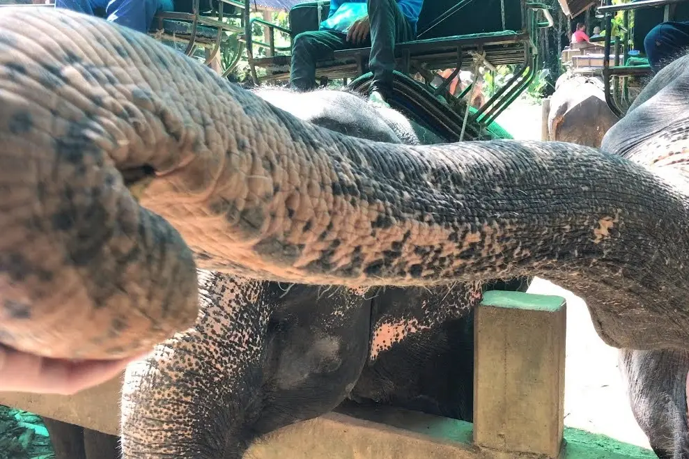 Заповедник слонов в Као Лаке – экскурсия на полдня