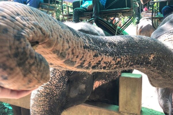 Заповедник слонов в Као Лаке – экскурсия на полдня