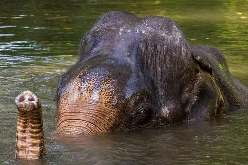 Заповедник слонов в Као Лаке – экскурсия на полдня