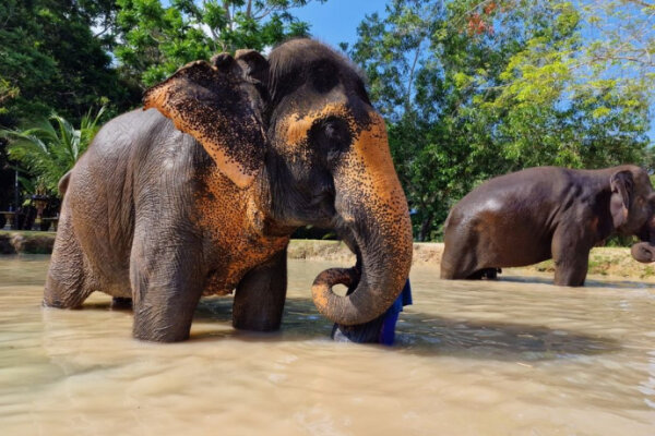 Заповедник слонов в Као Лаке – экскурсия на полдня