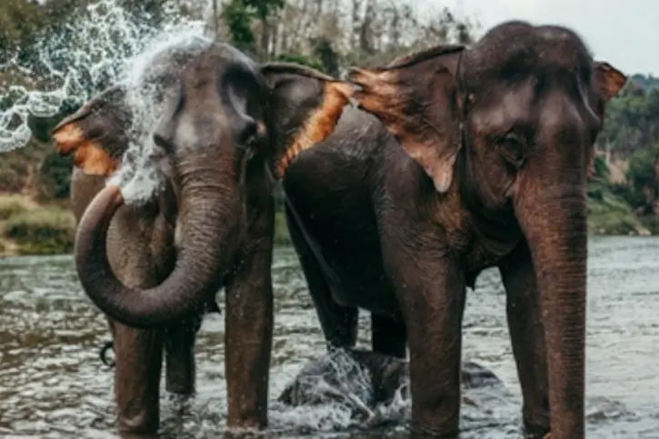Заповедник слонов в Као Лаке – экскурсия на полдня