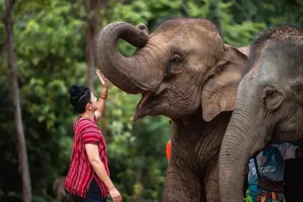 Заповедник слонов в Као Лаке – экскурсия на полдня