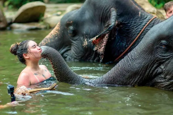 Фотография экскурсии Заповедник слонов в Као Лаке – купание и кормление слонов
