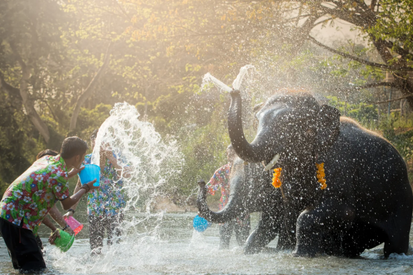 Заповедник слонов в Као Лаке – купание и кормление слонов