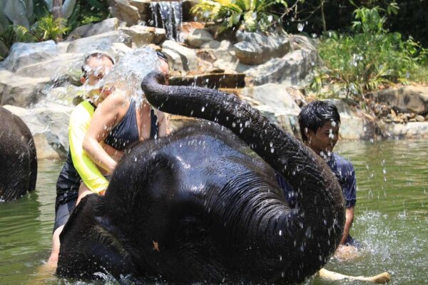 Заповедник слонов в Као Лаке – купание и кормление слонов