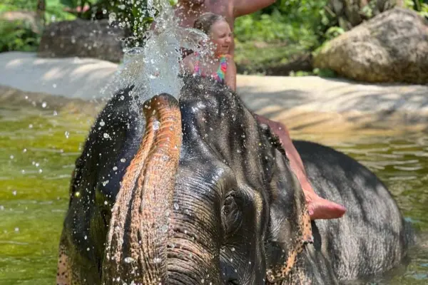Заповедник слонов в Као Лаке – купание и кормление слонов