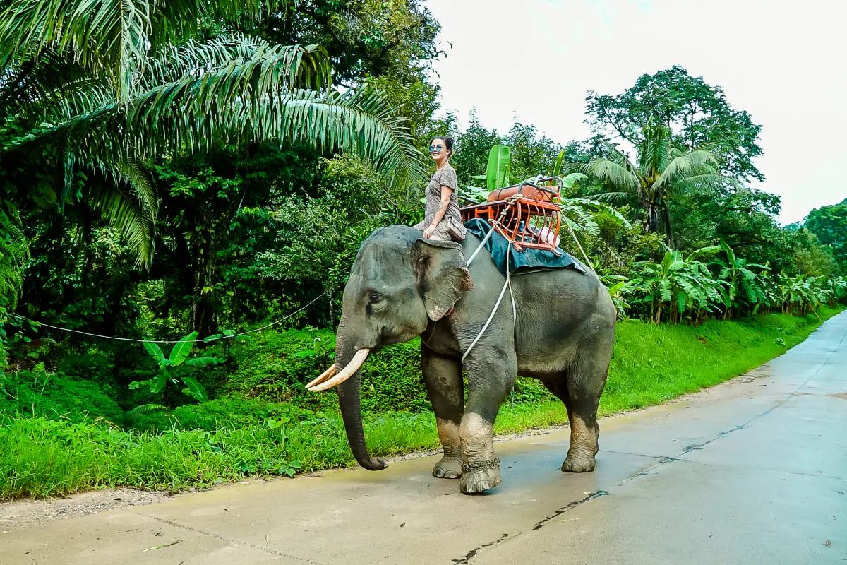Экскурсия в национальный парк Као Лак - храм Лежащего Будды, катание на слонах