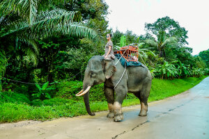 Экскурсия в национальный парк Као Лак - храм Лежащего Будды, катание на слонах