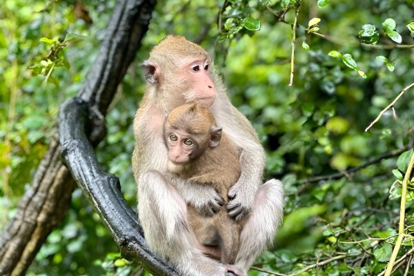 Экскурсия в национальный парк Као Лак - храм Лежащего Будды, катание на слонах