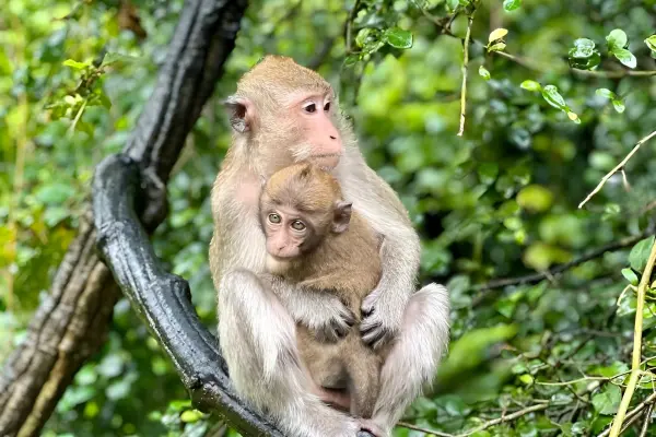 Экскурсия в национальный парк Као Лак - храм Лежащего Будды, катание на слонах