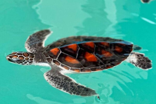 Симиланы на катамаране – люкс программа (старт с пирса Тапламу)