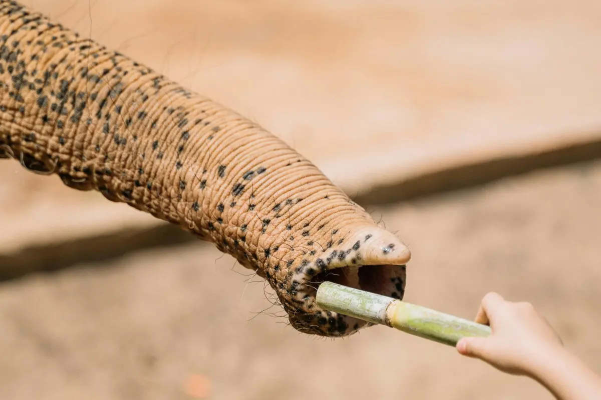 Elephant Care Park Nai Dee – заповедник слонов на Пхукете с кормлением и прогулкой