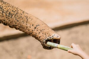 Elephant Care Park Nai Dee – заповедник слонов на Пхукете с кормлением и прогулкой