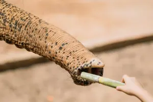 Elephant Care Park Nai Dee – заповедник слонов на Пхукете с кормлением и прогулкой
