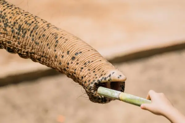 Elephant Care Park Nai Dee – заповедник слонов на Пхукете с кормлением и прогулкой