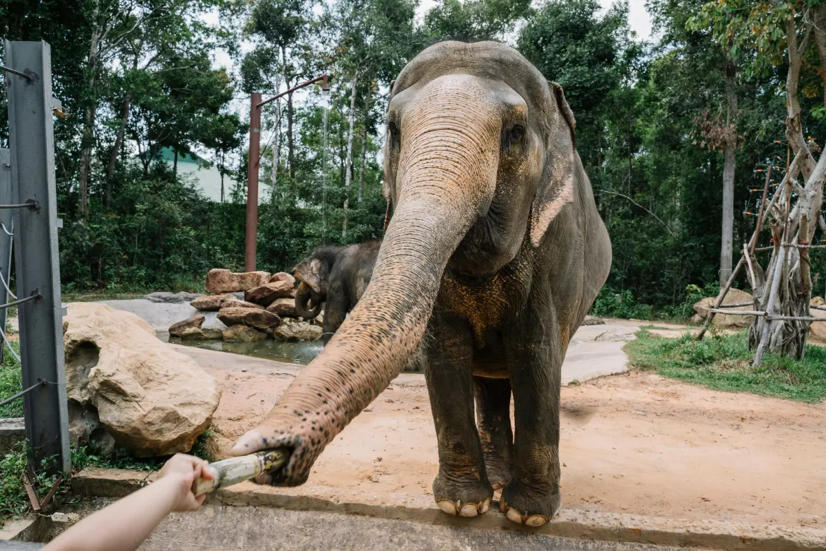 Elephant Care Park Nai Dee – заповедник слонов на Пхукете с кормлением и прогулкой