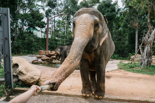 Elephant Care Park Nai Dee – заповедник слонов на Пхукете с кормлением и прогулкой