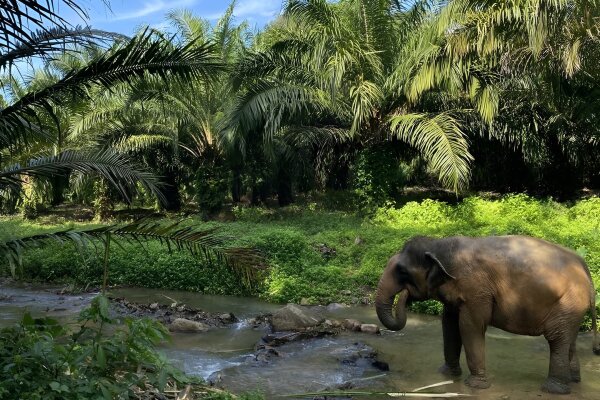 Elephant Care Park Nai Dee – заповедник слонов на Пхукете с кормлением и прогулкой