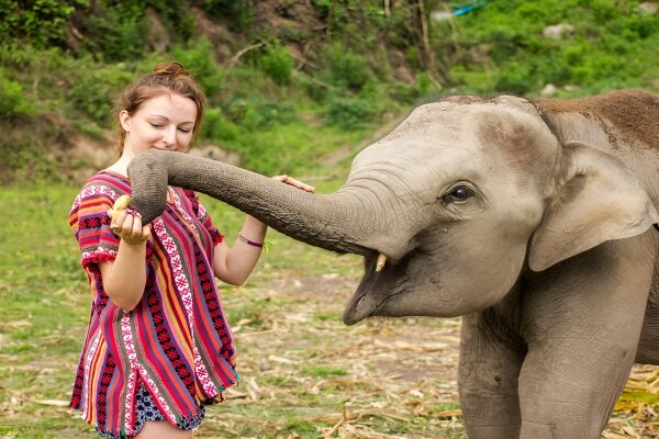 Elephant Care Park Nai Dee – заповедник слонов на Пхукете с кормлением и прогулкой