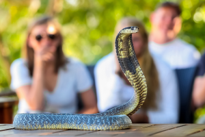 Будда шопинг-тур - шопинг на Пхукете с посещением Большого Будды