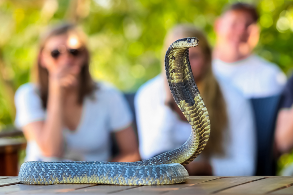 Будда шопинг-тур - шопинг на Пхукете с посещением Большого Будды