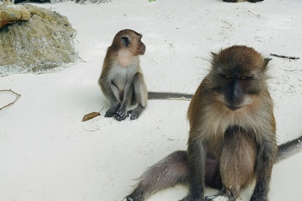 Острова Пхи-Пхи и Джеймс Бонд за один день на спидботе
